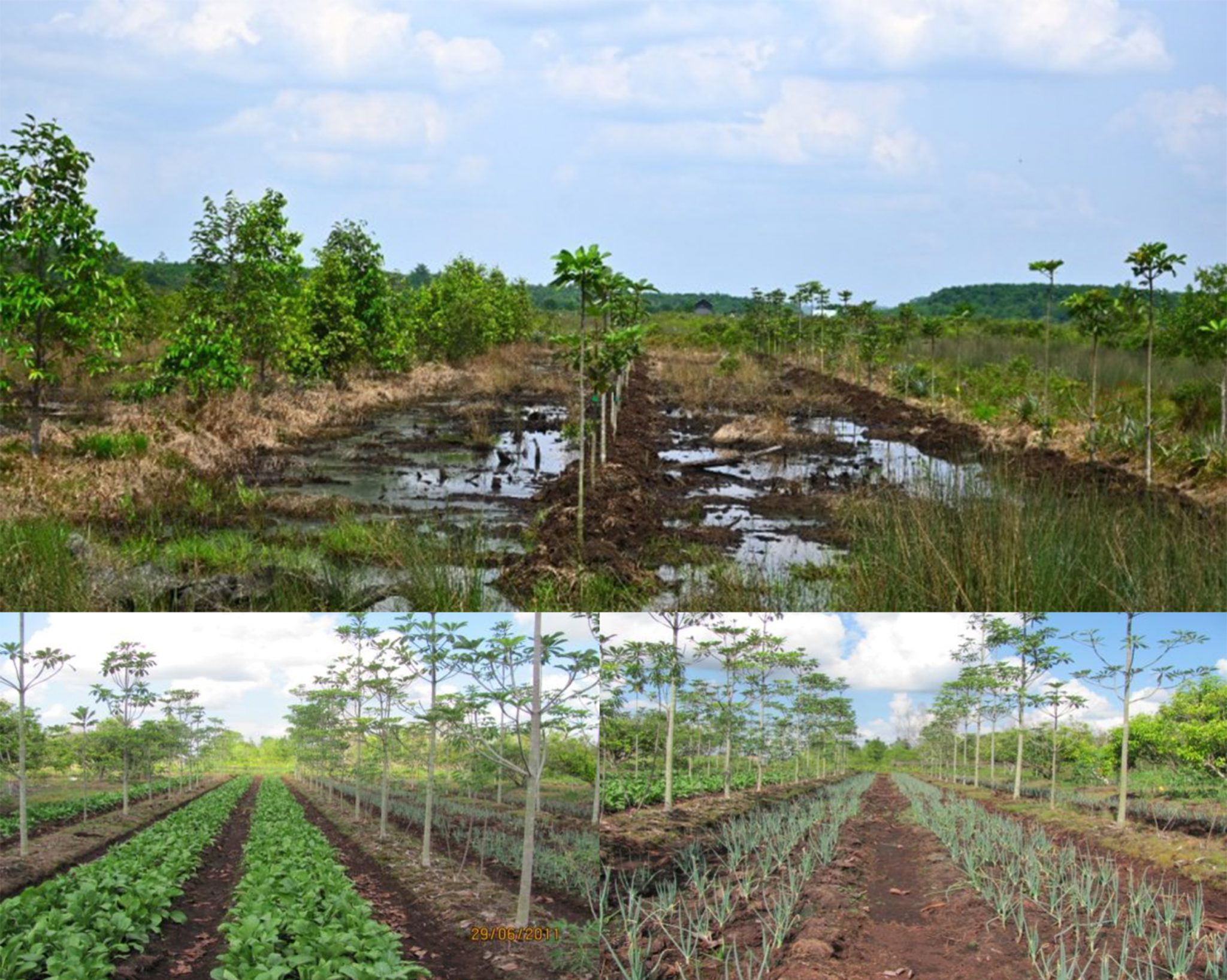 Memahami Peluang Agroforestri Berbasis Paludikultur Di Lahan Gambut ...