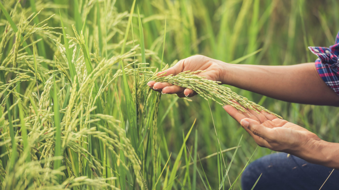 The farmer holds rice in hand.