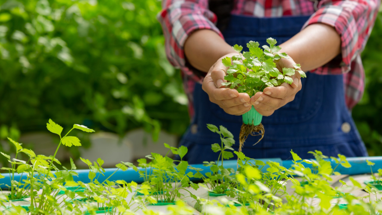 Hydroponics system, planting vegetables and herbs without using soil for health, Modern food and agricultural design concepts.